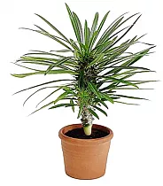 Пахиподиум Ламера или Мадагаскарская пальма - Pachypodium lamerei Drake  D18 H40