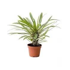 Пахиподиум Ламера или Мадагаскарская пальма - Pachypodium lamerei Drake D12 H20