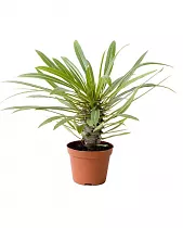 Пахиподиум Ламера или Мадагаскарская пальма - Pachypodium lamerei Drake D12 H20