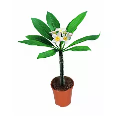 Плюмерия - Plumeria D12 H30