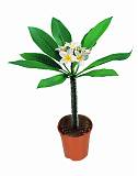 Плюмерия - Plumeria D12 H30