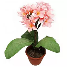 Плюмерия - Plumeria D14 H20