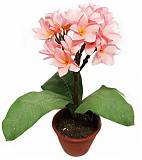 Плюмерия - Plumeria D14 H20