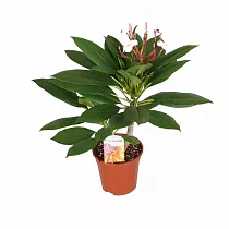 Плюмерия - Plumeria D12 H25