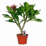 Плюмерия - Plumeria D14 H40