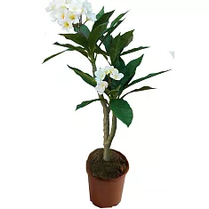 Плюмерия - Plumeria D14 H50