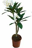 Плюмерия - Plumeria D14 H50