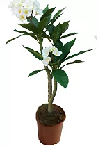 Плюмерия - Plumeria D14 H50