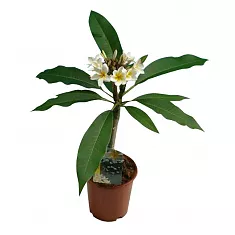 Плюмерия - Plumeria D12 H20