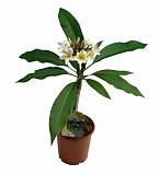 Плюмерия - Plumeria D12 H20