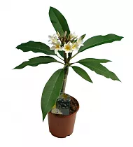 Плюмерия - Plumeria D12 H20