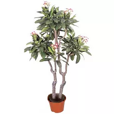 Плюмерия - Plumeria D17 H100