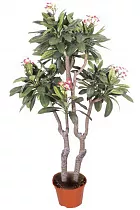 Плюмерия - Plumeria D17 H100