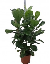 Фикус Лировидный (Лирата) 3 ствола - Ficus Lyrata D30 H150