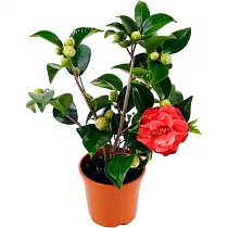 Камелия японская - Camellia D14 H35