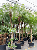 Пальма Финик Робелини - Phoenix roebelenii D70 H325