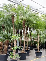 Пальма Финик Робелини - Phoenix roebelenii D70 H325