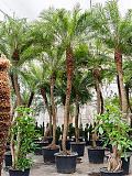 Пальма Финик Робелини - Phoenix roebelenii D70 H375