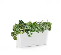 Сциндапсус Пиктус 2 штуки + Lechuza Delta 20 