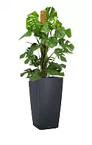 Монстера + Lechuza CUBICO Color 30