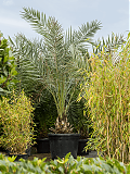 Пальма Финик Канарский - Phoenix canariensis D60 H300