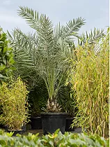 Пальма Финик Канарский - Phoenix canariensis D60 H300
