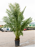 Пальма Финик Канарский - Phoenix canariensis D50 H350