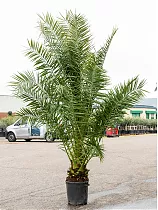 Пальма Финик Канарский - Phoenix canariensis D50 H350