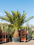 Пальма Финик Канарский - Phoenix canariensis D90 H365