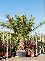 Пальма Финик Канарский - Phoenix canariensis D90 H365