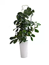 Тетрастигма + Lechuza RONDO 40