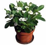 Эуфорбия Миля белая - Euphorbia Milii D12 H25