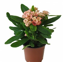 Эуфорбия Миля розовая - Euphorbia Milii D12 H25