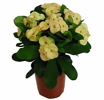 Эуфорбия Миля желтая - Euphorbia Milii D12 H25