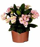 Эуфорбия Миля кремовая - Euphorbia Milii D12 H25