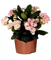 Эуфорбия Миля кремовая - Euphorbia Milii D12 H25