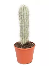 Пахицереус Прингля - Pachycereus pringlei D20 H60