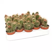 Пахицереус Прингля - Pachycereus pringlei D8 H15