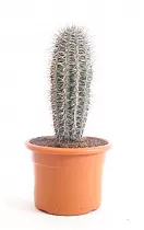 Пахицереус Прингля - Pachycereus pringlei D18 H35