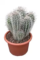 Пахицереус Прингля - Pachycereus pringlei D18 H35