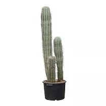 Пахицереус Прингля - Pachycereus pringlei D26 H100