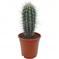 Пахицереус Прингля - Pachycereus pringlei D20 H50