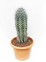 Пахицереус Прингля - Pachycereus pringlei D20  H60