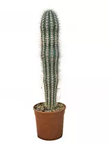 Пахицереус Прингля - Pachycereus pringlei D30 H100