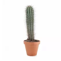 Пахицереус Прингля - Pachycereus pringlei D26 H70