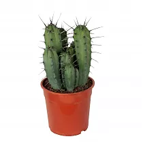Миртиллокактус - Myrtillocactus D15 H30