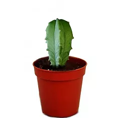 Миртиллокактус - Myrtillocactus D12 H20