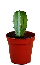Миртиллокактус - Myrtillocactus D12 H20