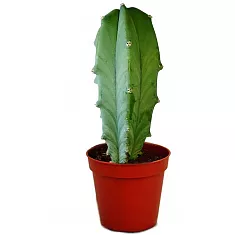 Миртиллокактус - Myrtillocactus D15 H40