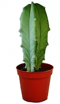 Миртиллокактус - Myrtillocactus D15 H40